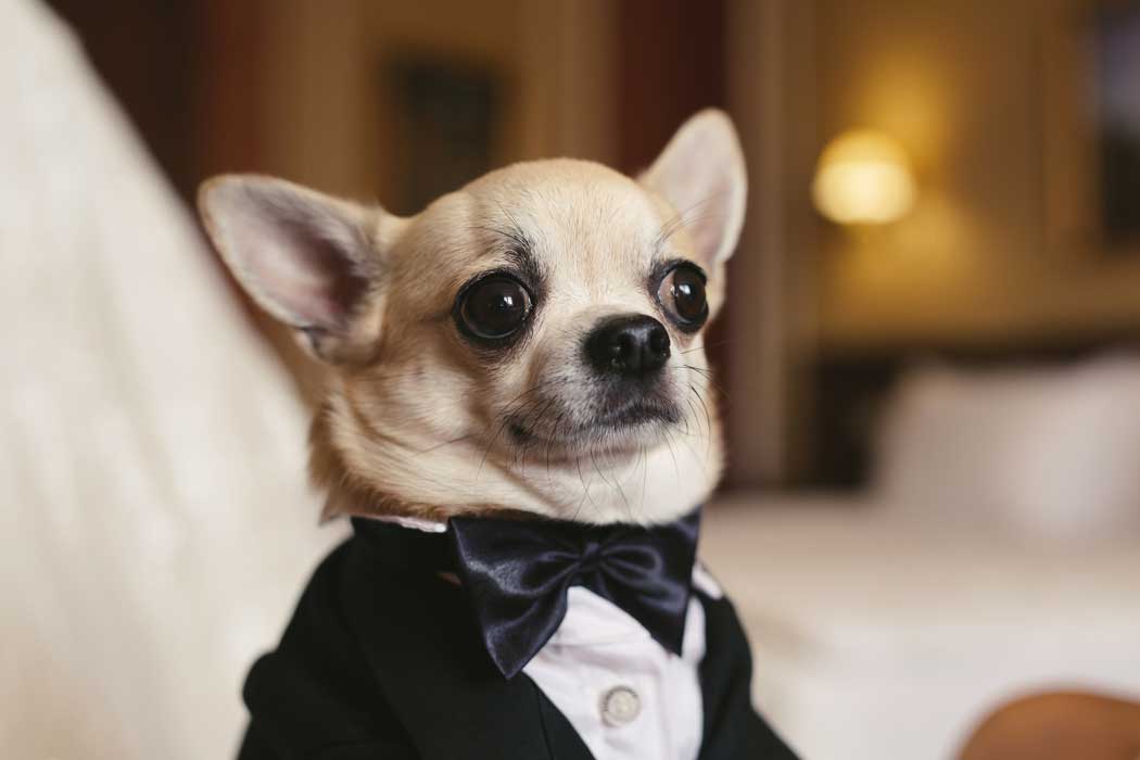 Fotografia com pet no casamento em em Boa Vista Paulista SP - Amor que inclui toda a família